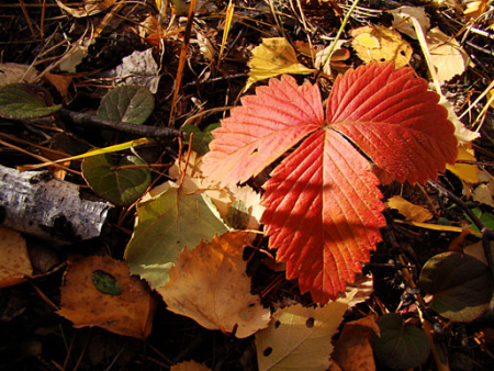 Красные листья клубники