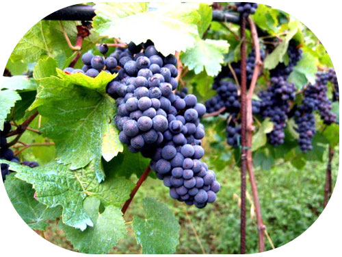 Календарь ухода за виноградом на каждый месяц