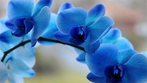 Мини орхидеи: что это за цветы? Особенности ухода в домашних условиях