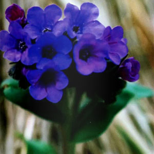фиолетовые цветки медуницы