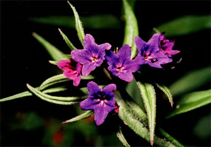 P. angustifolia  с фиолетовыми цветками