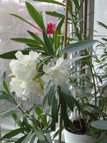 Все про выращивание Олеандра | Наталья Терентьева и цветы | Дзен