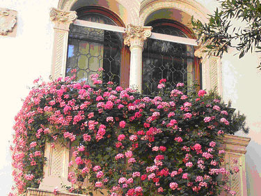 Какие цветы можно выращивать на балконе? :: какие... - untitled.

