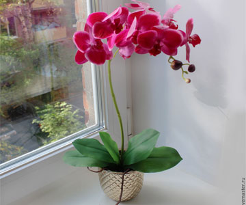 Выращивание орхидей. Уход за орхидеей в домашних условиях.