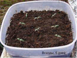 Как прорастить семена перца: 4 простых способа