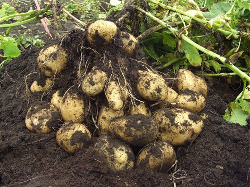 Как вырастить картофель из семян, посадочный материал картофеля